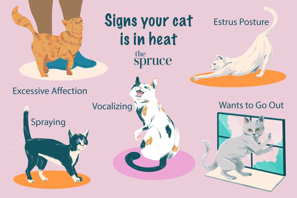 Signs of cat in  heat