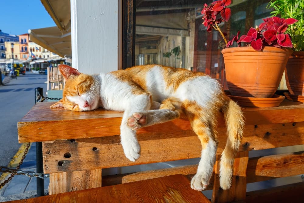 cat sleeping in hot summer outside a cafe