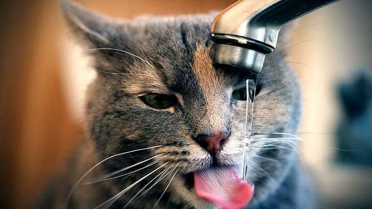 Cat drinking tap water