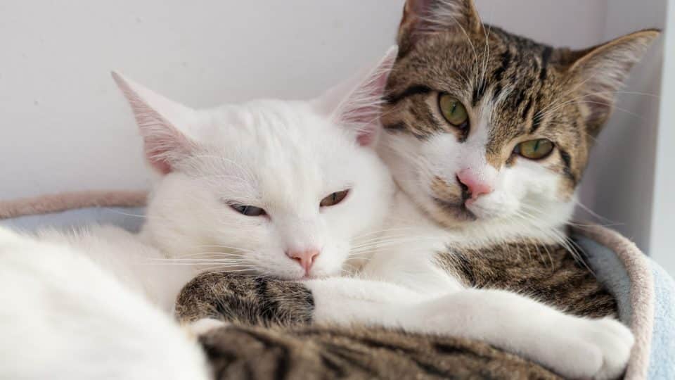 Cats cuddle