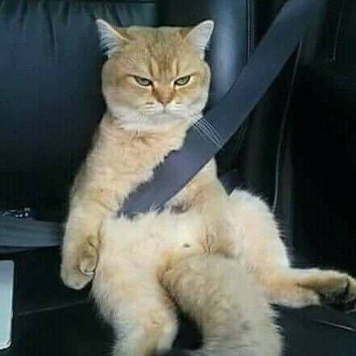 cat with the seatbelt on
