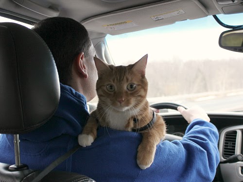 Cat with the driver while driving