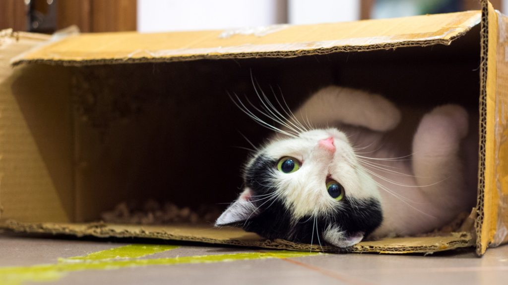 Cat enjoying in cardboard box