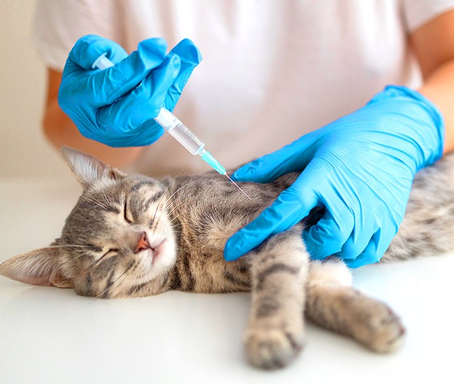 Cat being Vaccinated