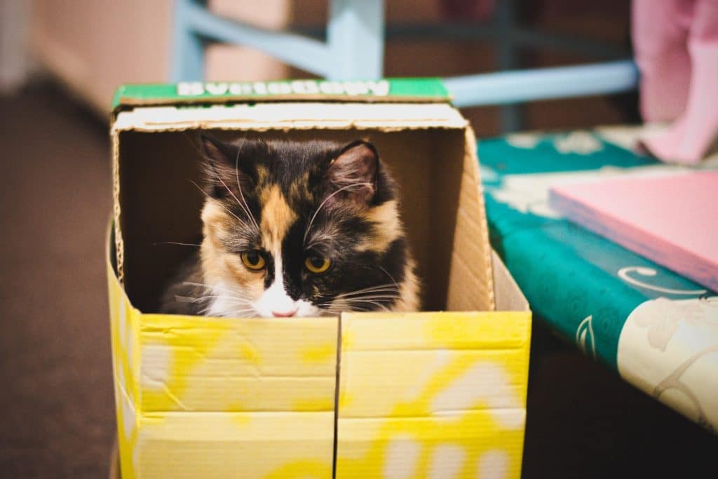 Scared cat in cardboard box