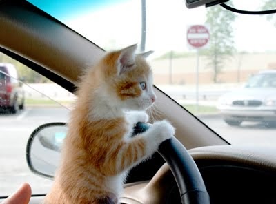 Cat driving the car