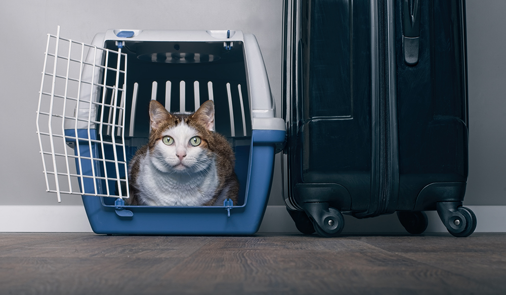 Tabby cat looking anxiously from a pet carrier next to a suitcase.