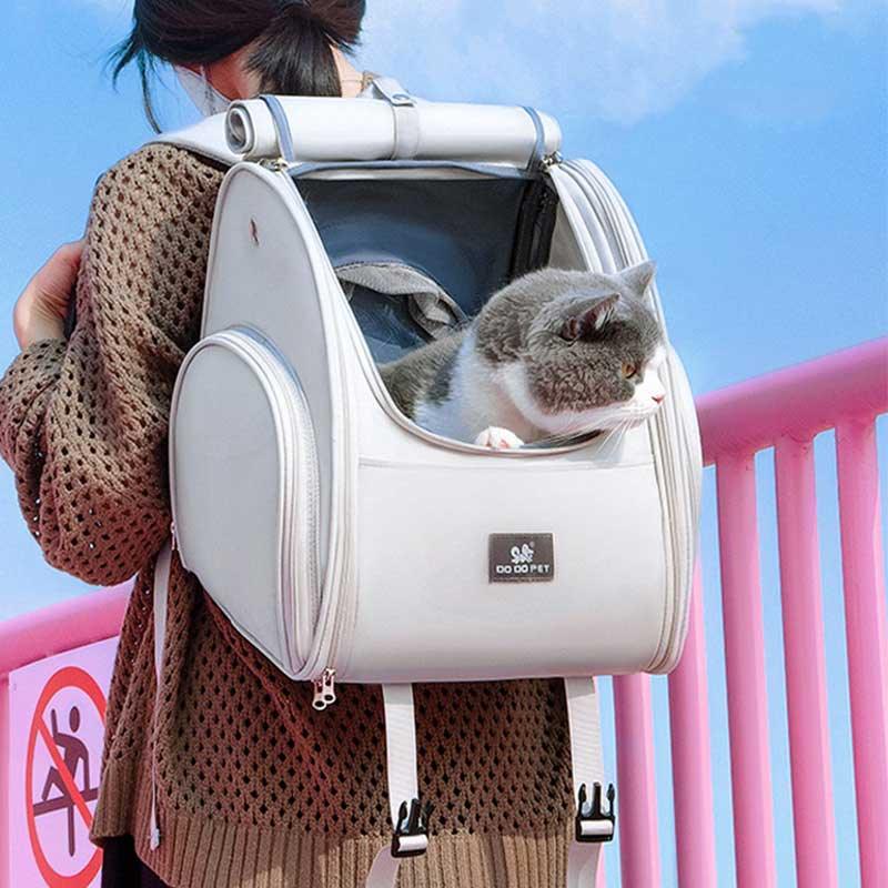 Cat in a cat backpack