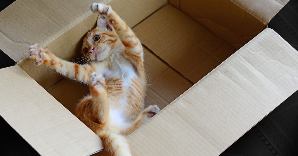 Kitten stretching in a transport box
