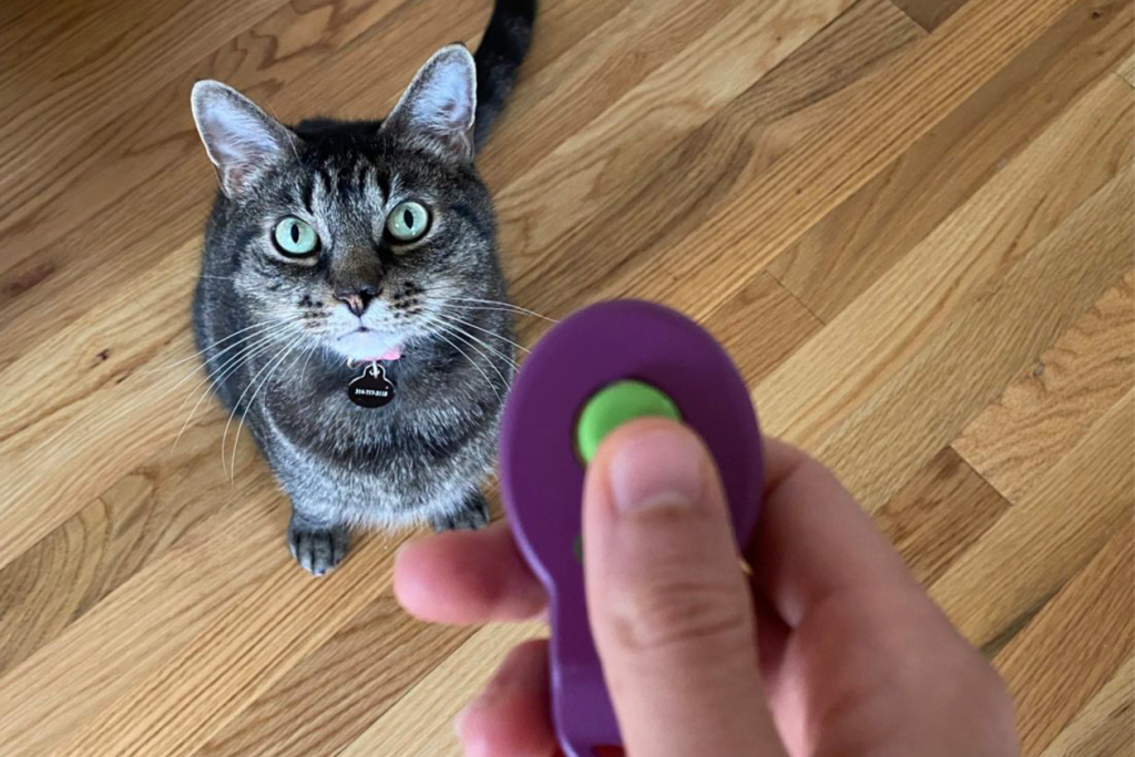 Clicker training for your cat