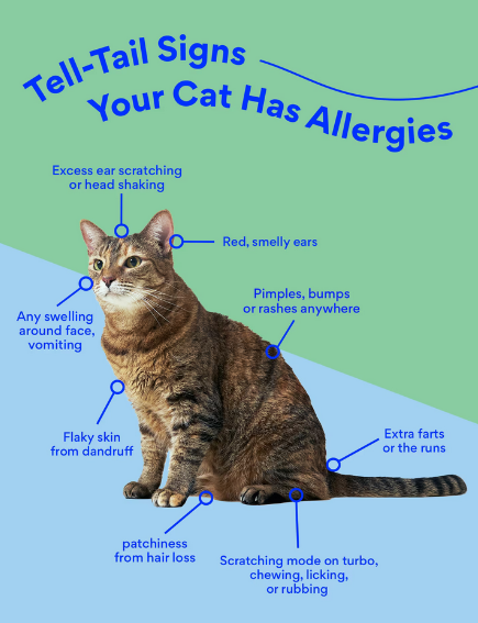 Allergy symptoms in cat