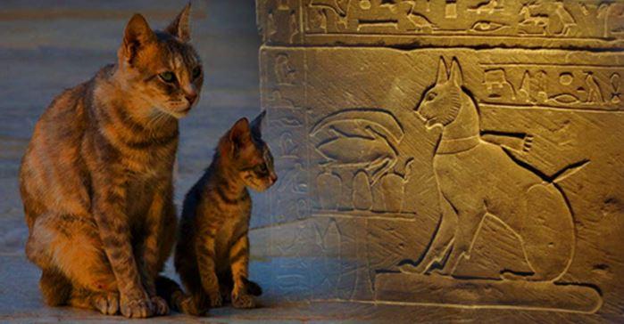 Cat and kitten with an ancient painting