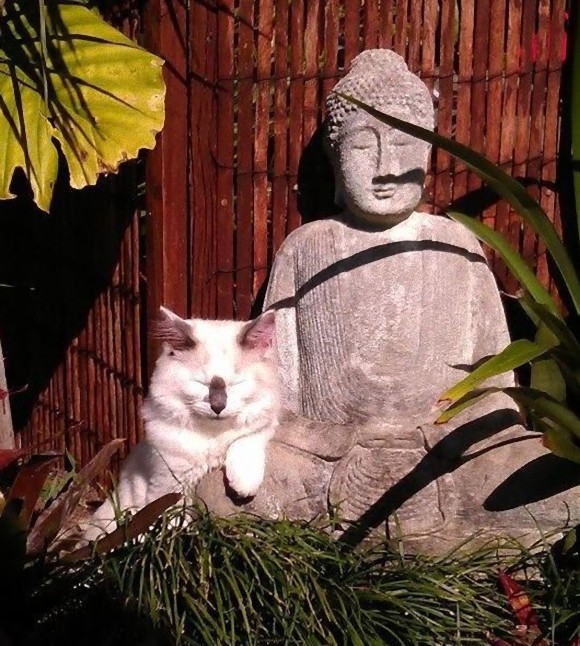 Cat with a budha statue