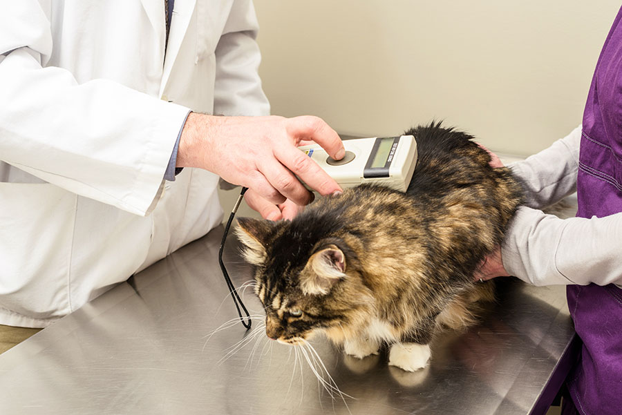Chipped cat being examined by veterinary