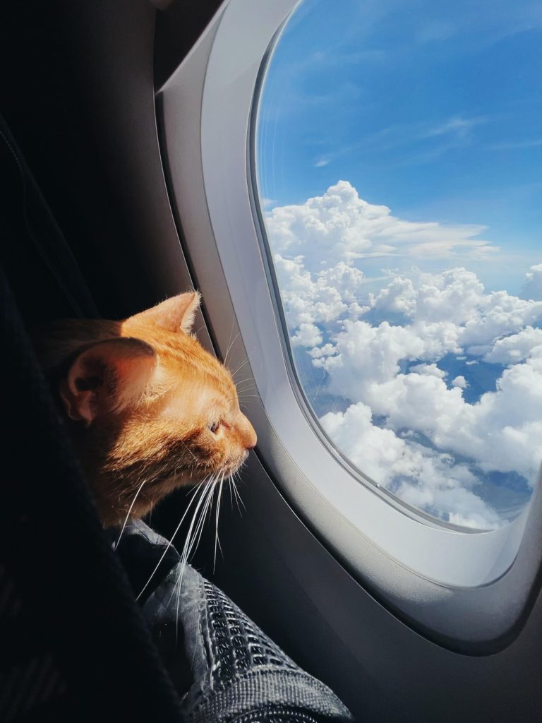 cat in a plane