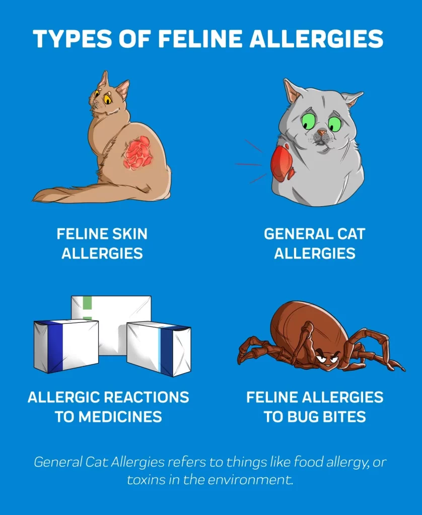 Allergies in cat