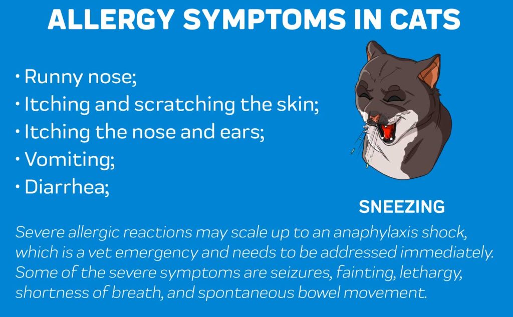 Allergies in cat