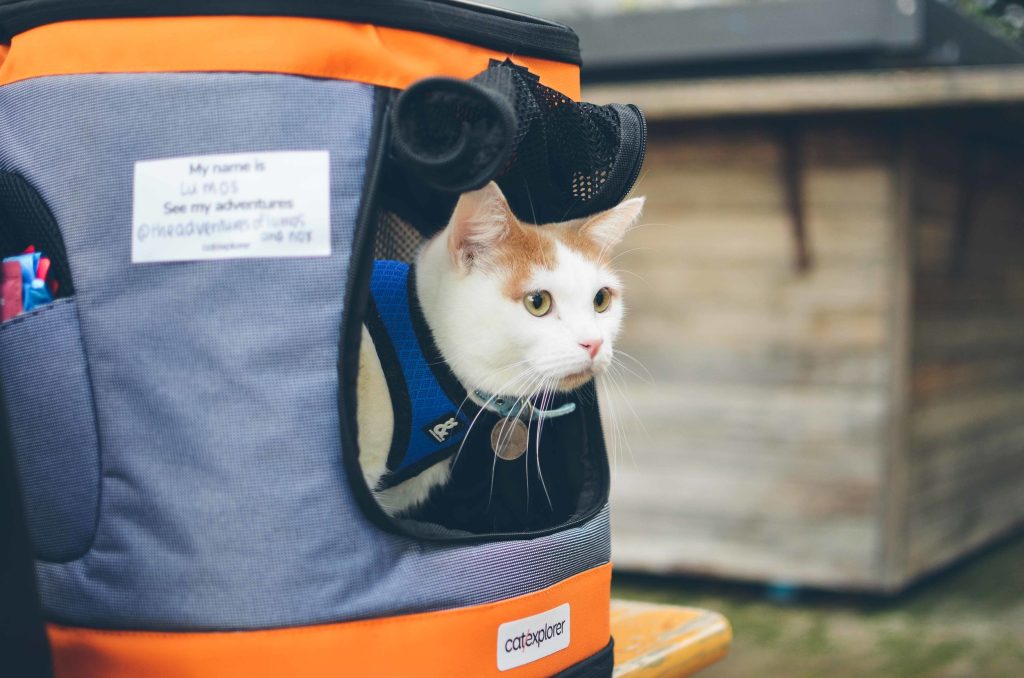 White cat in a grey and orange backpack
