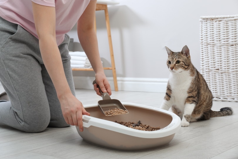 Cleaning cat's litter box