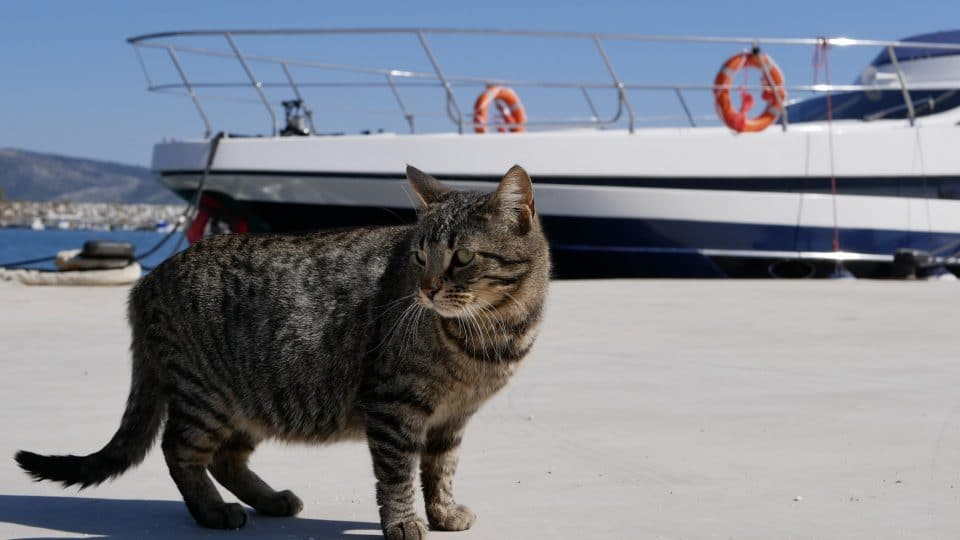 Cat standing near a ferry