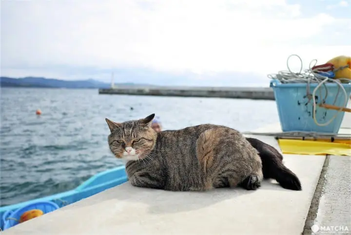 cat sitting on a ferry - traveling with cats on ferry tips