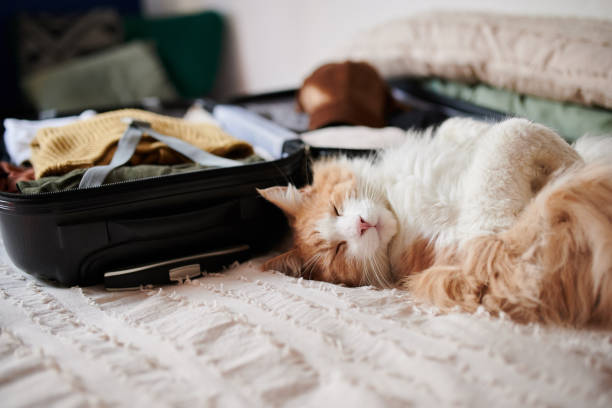 cat sedation for travel