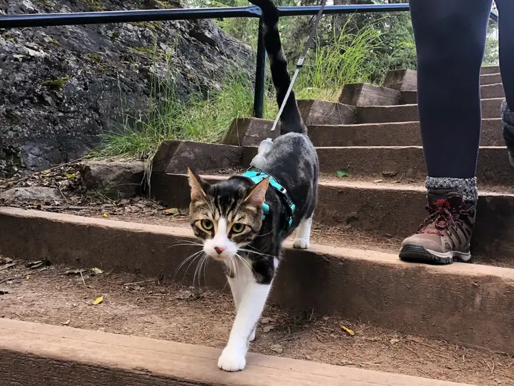 cat with a harness and leash