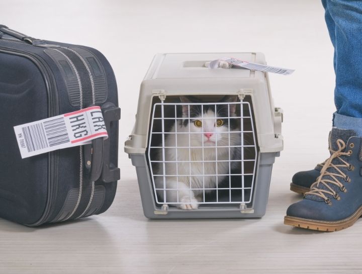 Cat in a carrier with the luggage