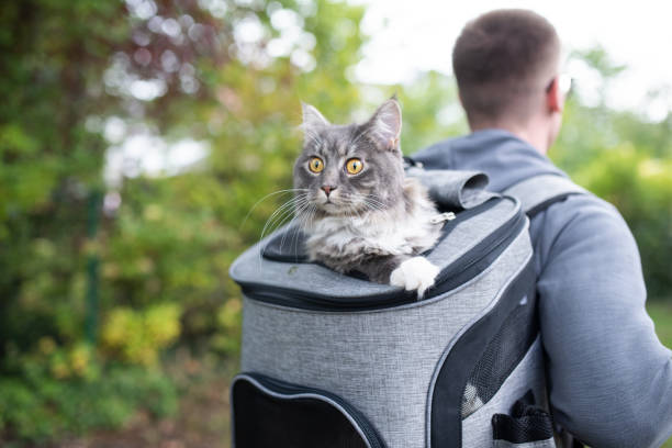hiking with cats