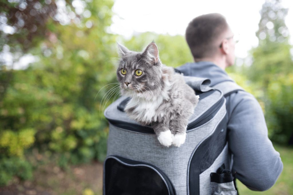 Cat in a backpack all set for the trip