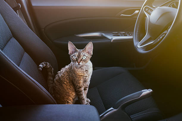 cat alone on a road trip