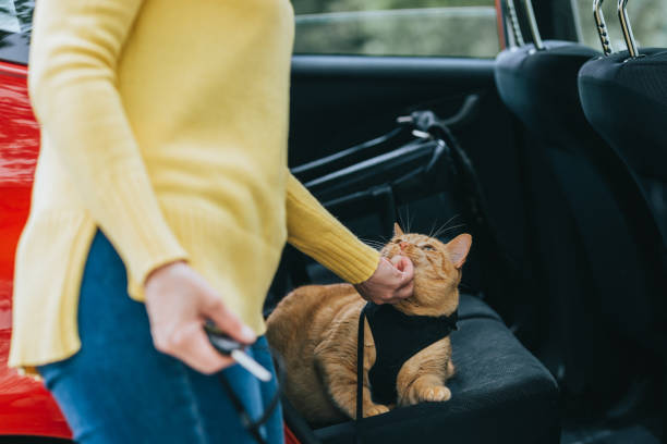 road trip with cats