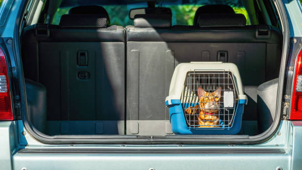 cat in a cat carrier at the back of a car