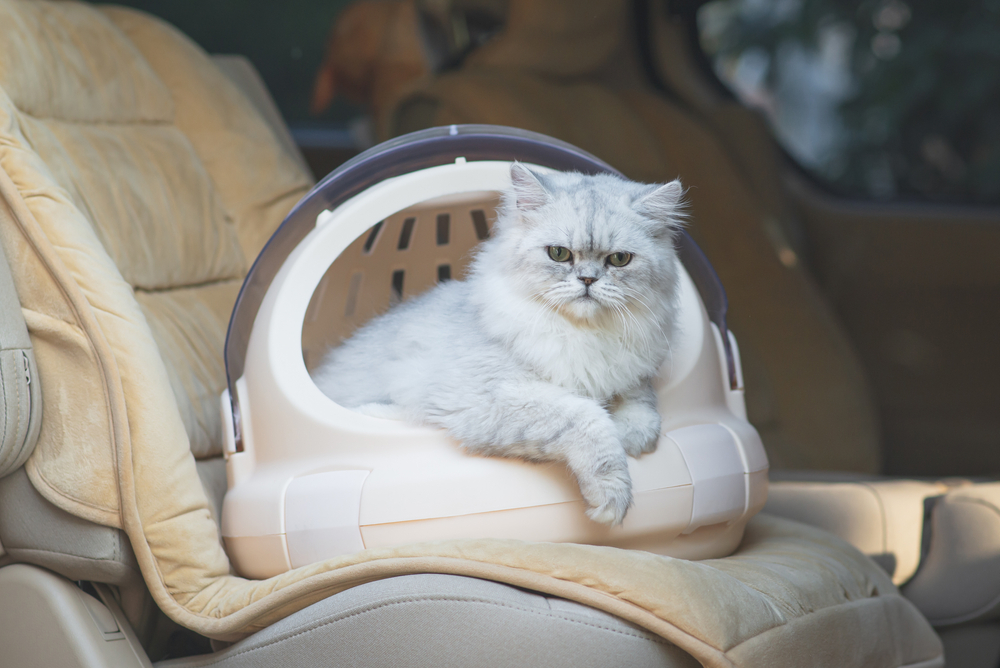 white cat in a carrier in a car
