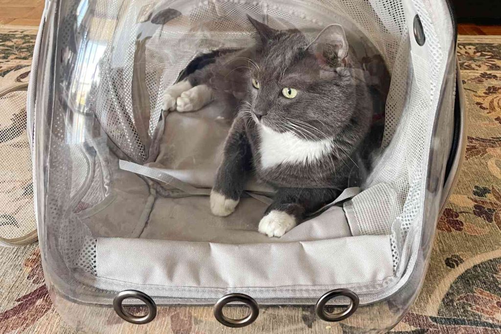 cat backpack, the safe space 