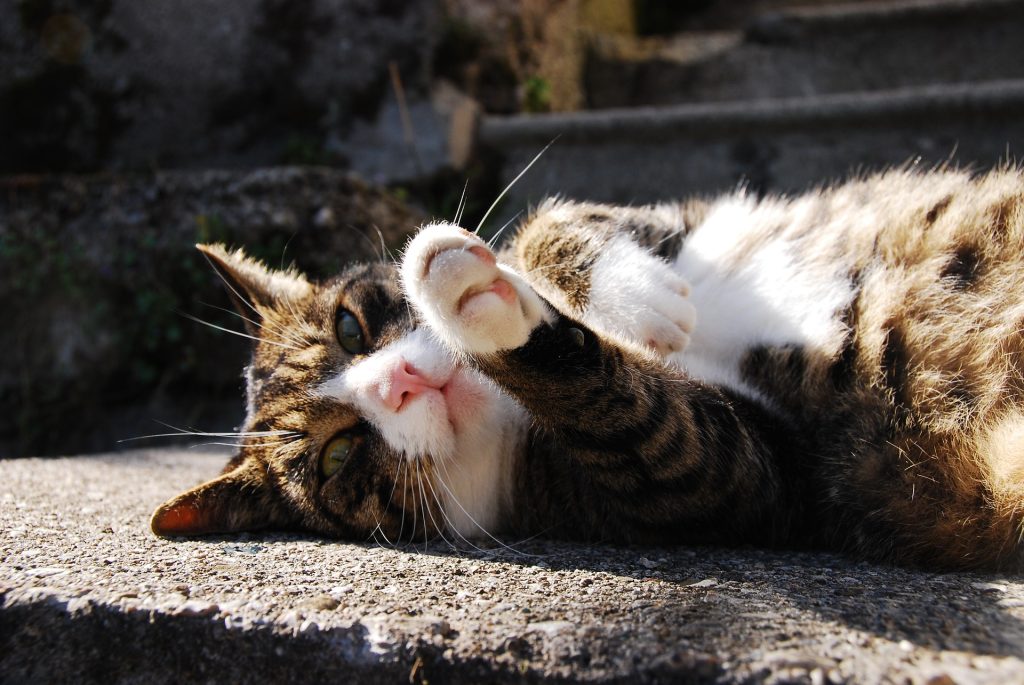 cat taking sunbath