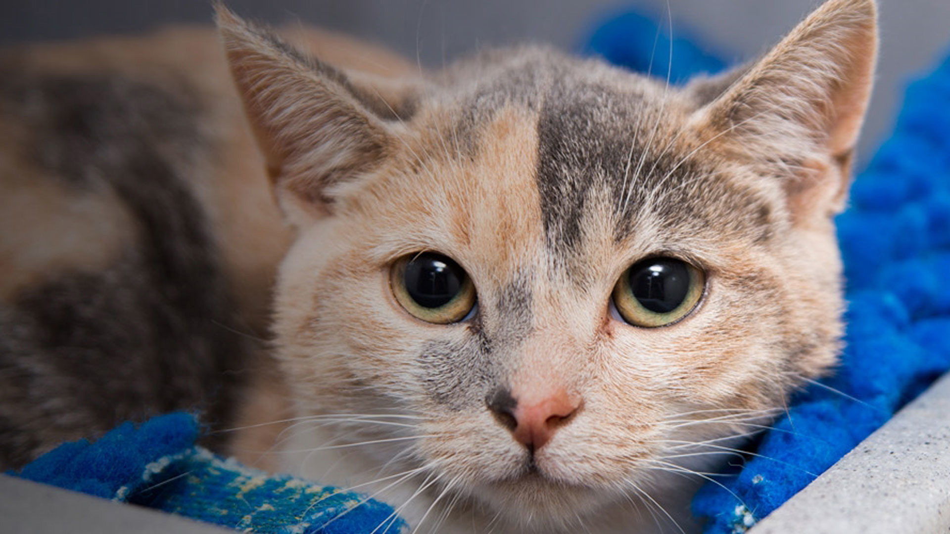 Cats First Aid Emergency First Aid for Cats