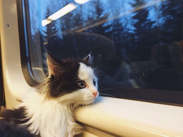 cat in train at night