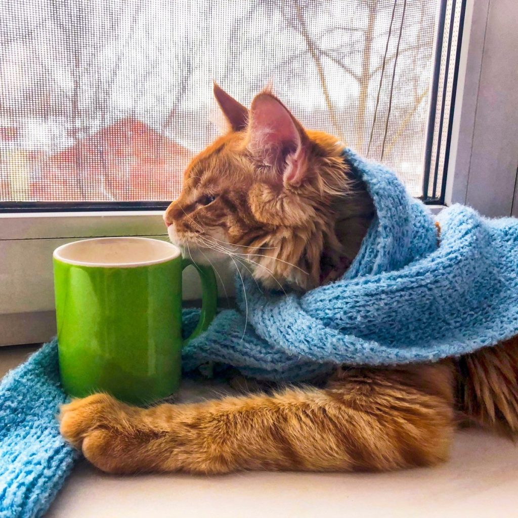 cat sitting with a blanket in winter 