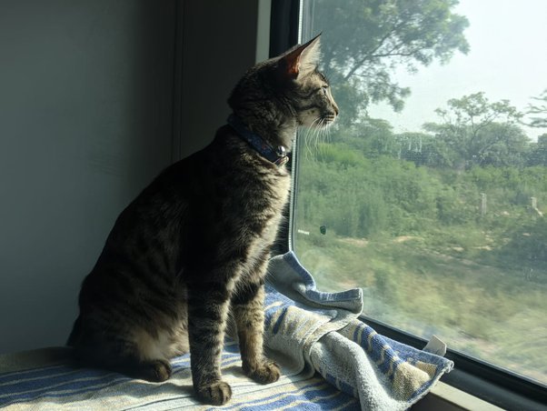 cat on train