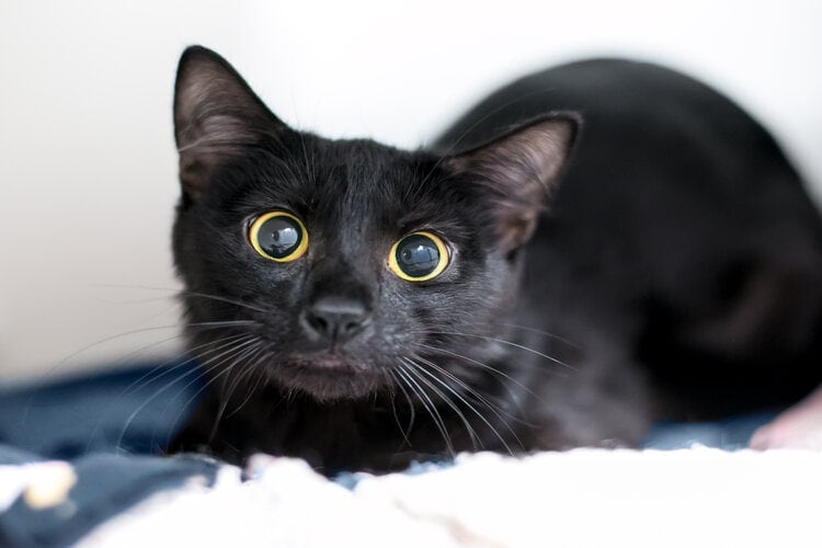 Cat with big eyes