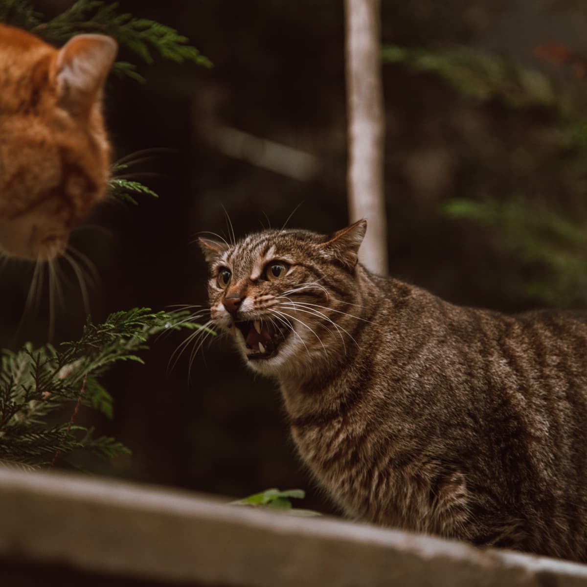 Do Cats Have Routine? Guide about Routine for Your Cat | PurrfectJourney