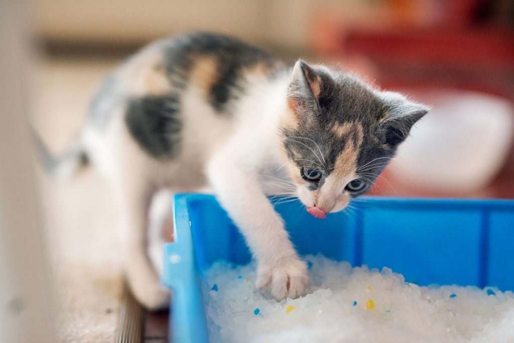 Kitten going in litter box