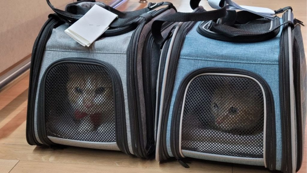 Two cats in separate carriers