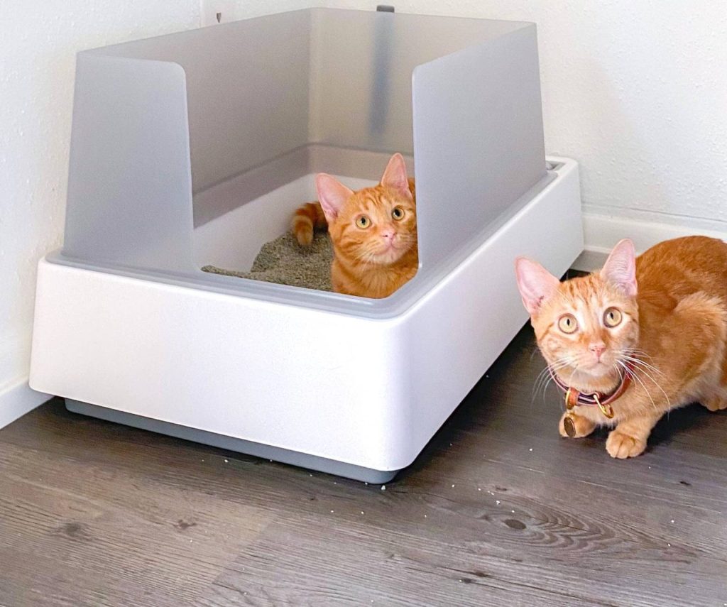 two kittens with one litter box