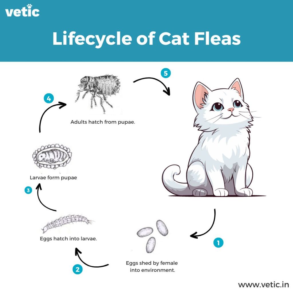 Lifecycle of a flea
