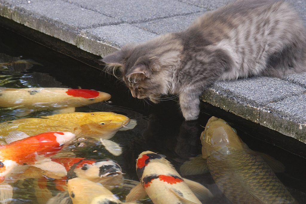 Cat looking at fishes in the pond