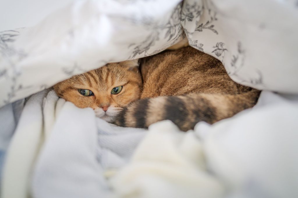 Cat lying in blanket
