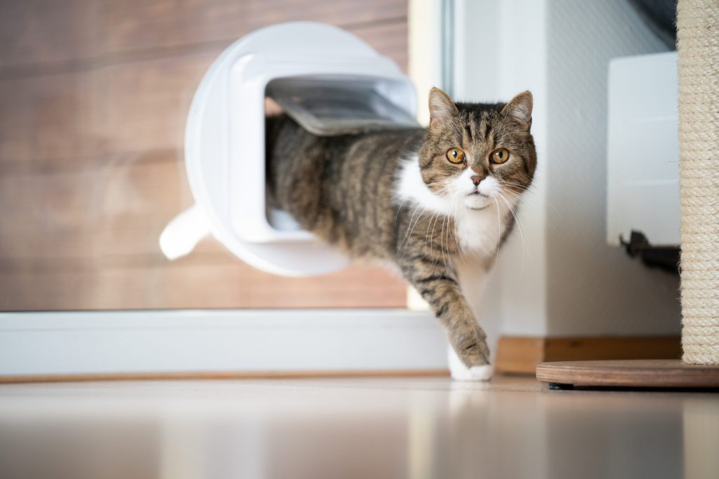 cat entering from a cat flap
