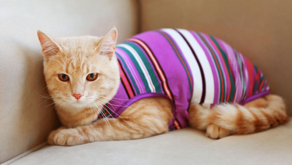 Cat in stripped colourful cloth